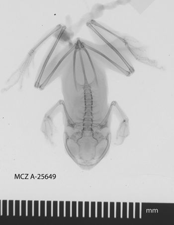 Media type: image;   Herpetology A-25649